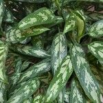 Aglaonema commutatum Ліст