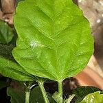 Erigeron sumatrensis Leaf