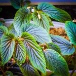 Begonia ulmifolia Blatt