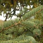 Picea asperata Autre