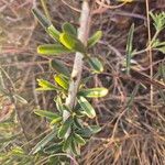 Maerua endlichii Leaf