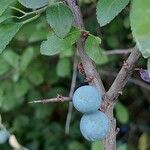 Prunus spinosa Fruit