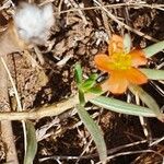 Portulaca massaica