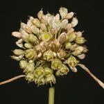 Allium pallens Fleur