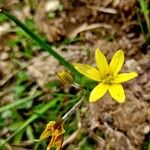 Gagea fragifera 花