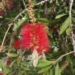 Callistemon citrinusŽiedas