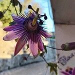 Passiflora amethystinaBlomst