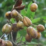 Swartzia nicaraguensis Fruit