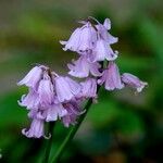 Hyacinthoides hispanica Kvet