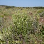 Sideritis arborescens عادت