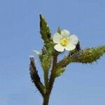 Anchusa aegyptiaca Virág