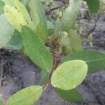 Laguncularia racemosa Folla