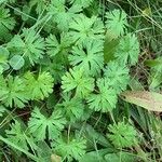 Geranium carolinianum Foglia