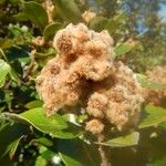 Codia albicans Fruto
