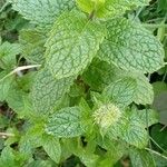 Mentha × rotundifolia Лист