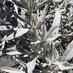 Artemisia ludoviciana Leaf