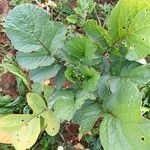 Raphanus sativus 葉