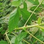 Spathodea campanulata Blatt