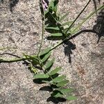 Vicia cracca Leaf