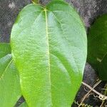 Passiflora maliformis Leaf