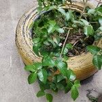 Eugenia uniflora Likasa