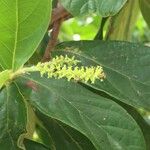 Antidesma venosum Flower