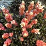 Sedum andegavense 花