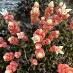 Sedum andegavense Kukka