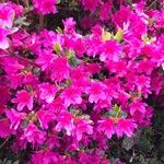 Rhododendron kiusianum Blomst