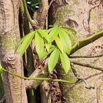 Ceiba pentandra 葉