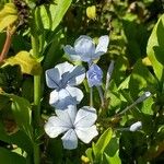 Plumbago auriculataFlower