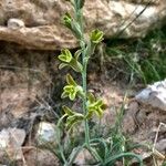 Dipcadi susianum Flower