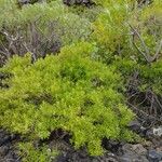 Rubia fruticosa Hoja