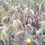 Solanum elaeagnifolium Blad