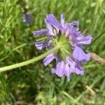 Knautia arvernensis Floare