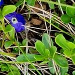 Veronica fruticans Foglia