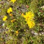 Crepis conyzifolia Fruit