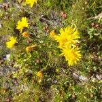 Crepis conyzifolia Fruto