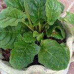 Gerbera jamesonii Leaf