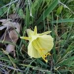 Narcissus bulbocodium Çiçek