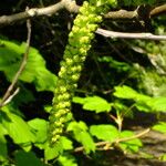 Juglans regia Flower