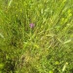 Centaurea napifolia Habit