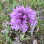Neotinea tridentata Kvet