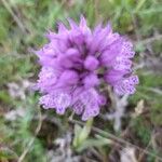 Neotinea tridentata Flower