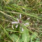 Allium savii Flor