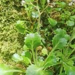 Saxifraga spathularis Листок