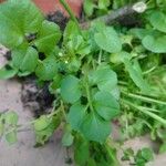 Cardamine impatiens Leaf