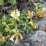 Teucrium montanum Habitus