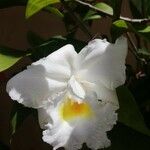 Sobralia chrysostoma Flor