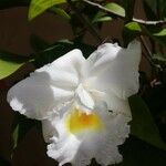 Sobralia chrysostoma 花